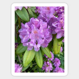 Rhododendron Sticker